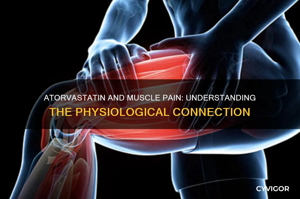 why taking atorvastatin mede muscle pain physiology