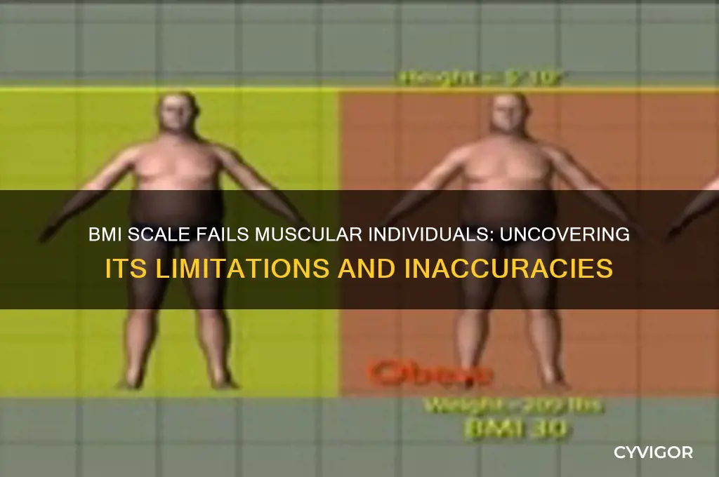 why the bmi scale doesnt work with people with muscle