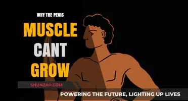 Why Penis Muscles Can't Grow: Debunking Myths and Facts