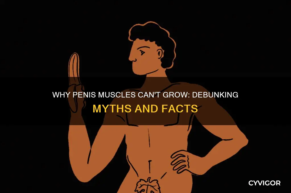 why the penis muscle cant grow