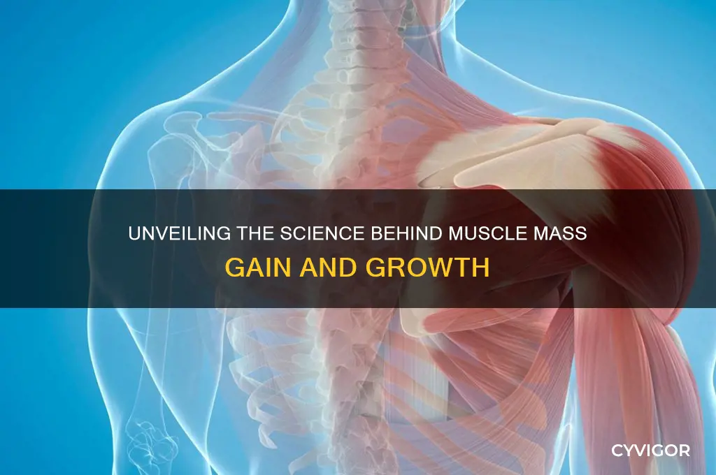 why then muscles gain mas