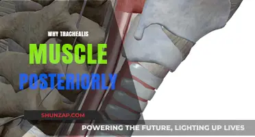 Trachealis Muscle: Why It's Posterior