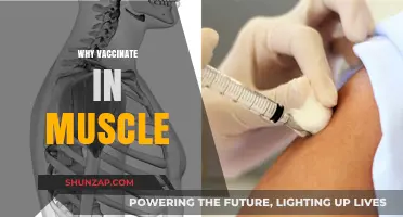 Muscle Vaccination: Why This Route?