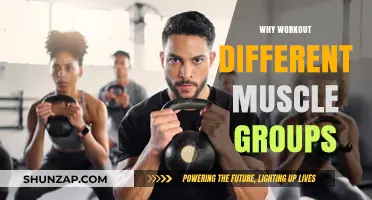 Maximize Gains: Benefits of Training Diverse Muscle Groups Effectively