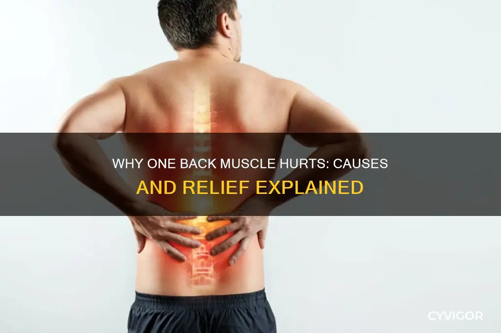why would a single muscle in myback be sore