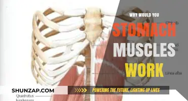 Why Your Stomach Muscles Work: Unlocking Core Strength and Function