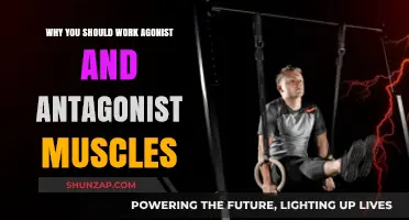 Balance Your Strength: The Benefits of Training Agonist-Antagonist Muscles