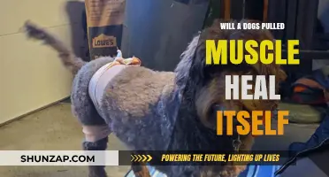 Can a Dog's Pulled Muscle Heal on Its Own? Find Out