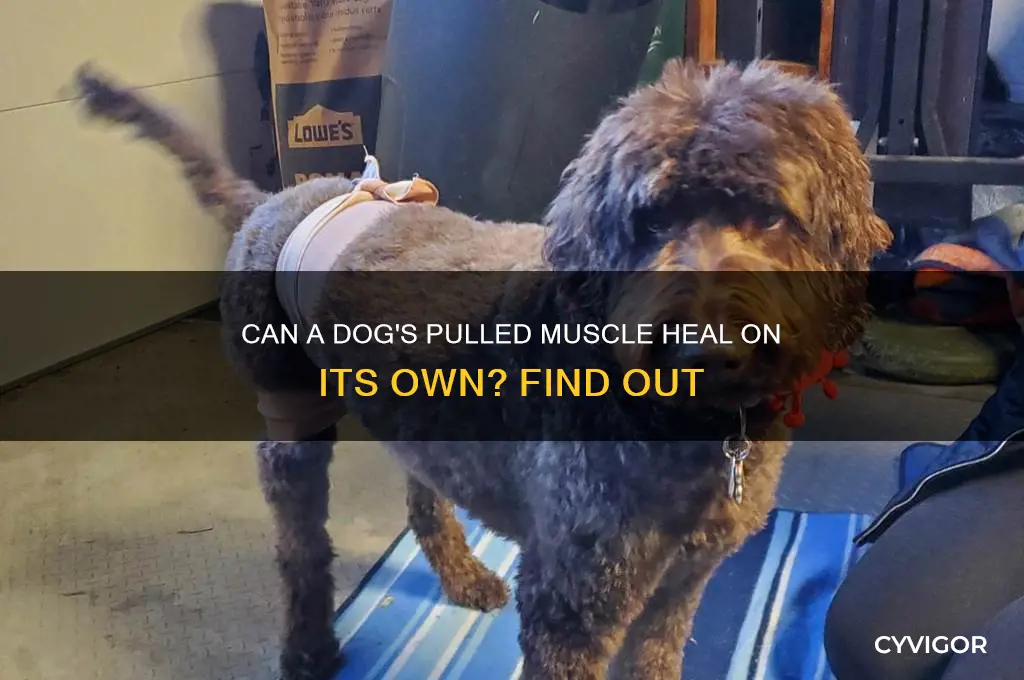 will a dogs pulled muscle heal itself