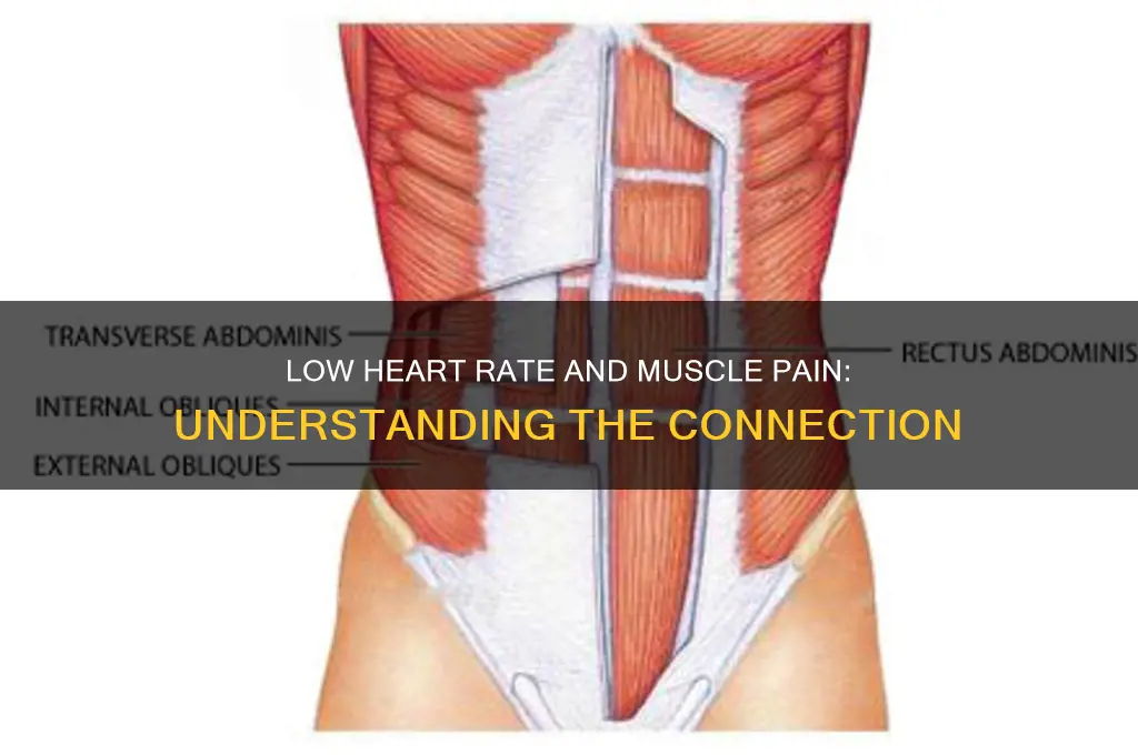 will a low heart rate cause muscle pain