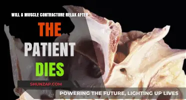 Post-Mortem Muscle Contracture Relaxation: What Happens After Death?