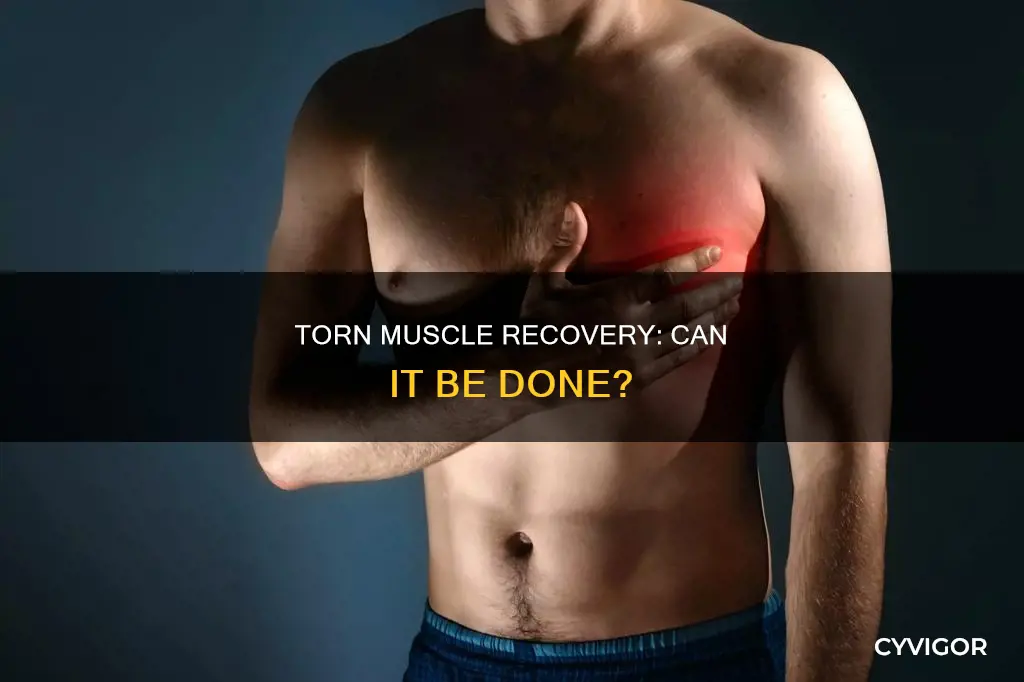 will a ripped muscle heal