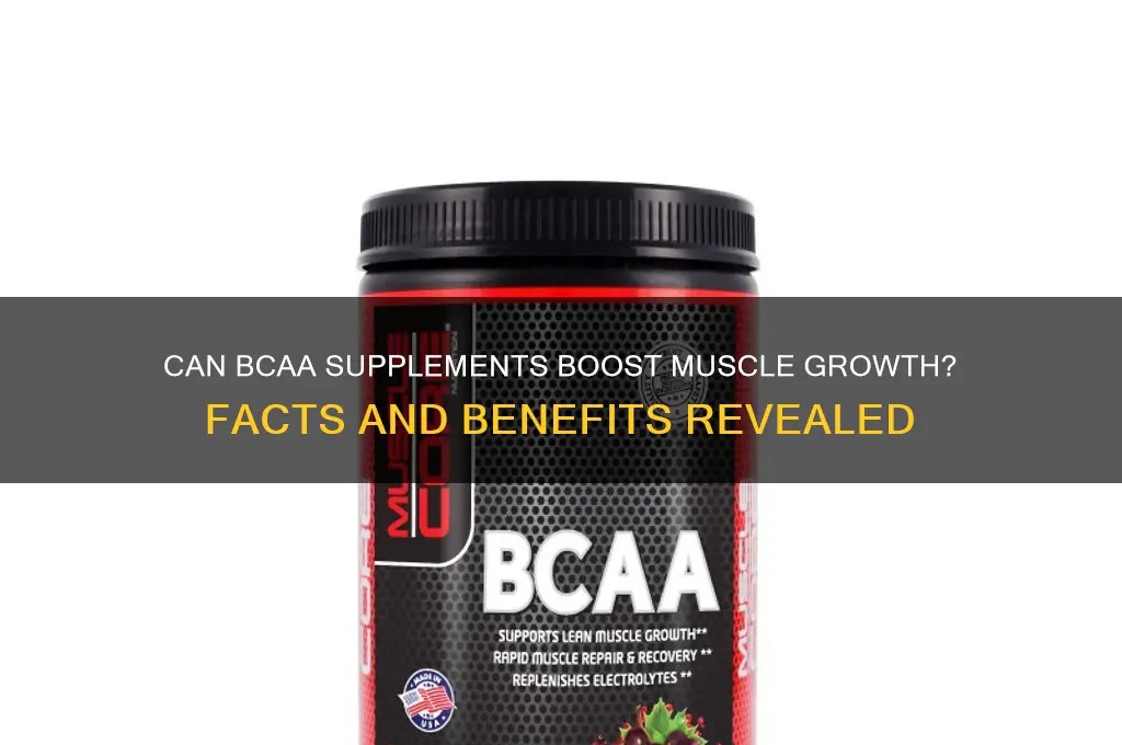 will bcaa help me gain muscle