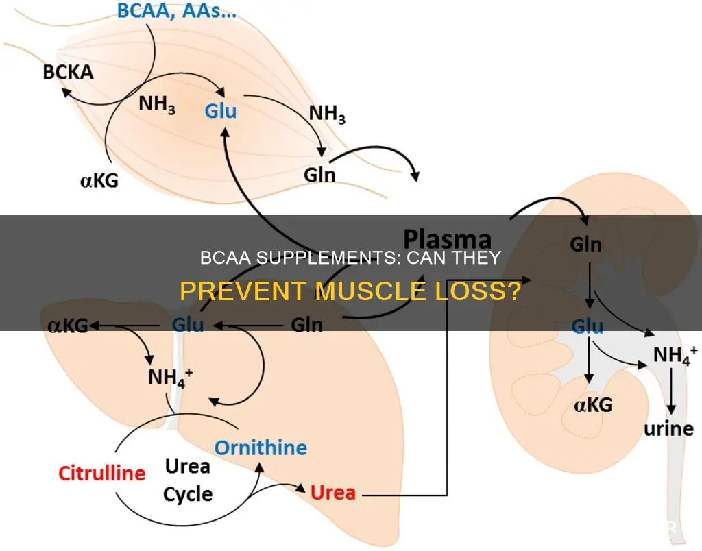 will bcaa prevent muscle loss