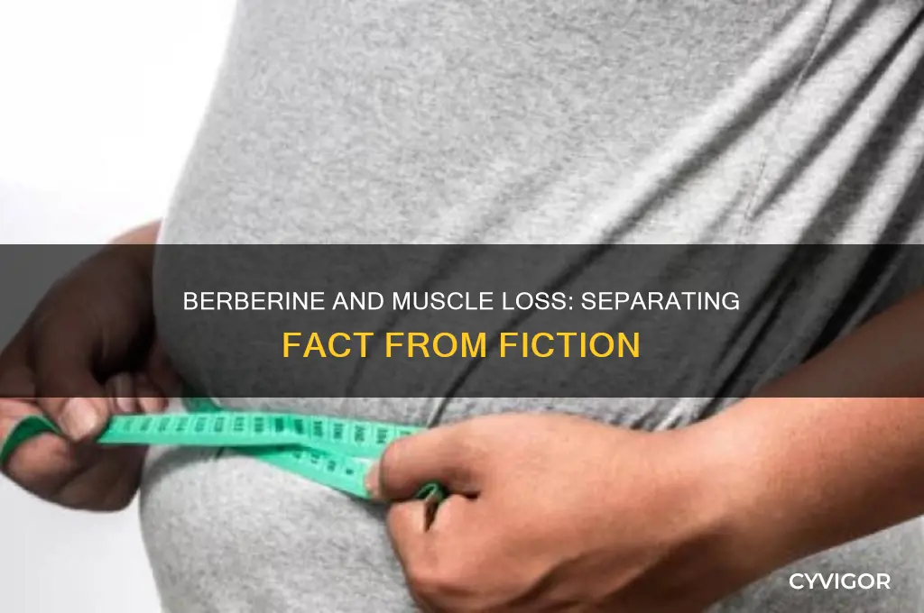 will berberine cause muscle loss