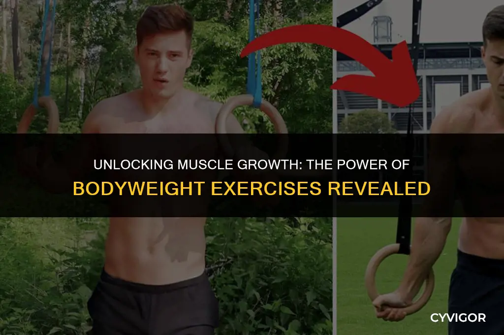 will bodyweight exercises build muscle