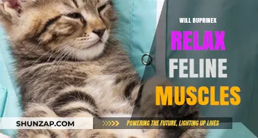 Buprinex for Cats: Can It Relax Feline Muscles Effectively?