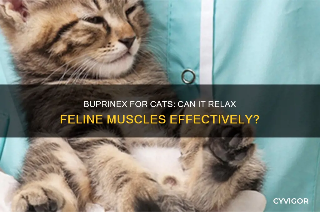 will buprinex relax feline muscles