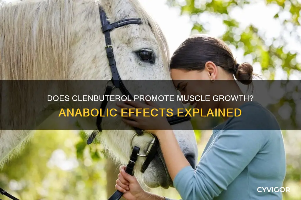 will clen cause muscle anabolism