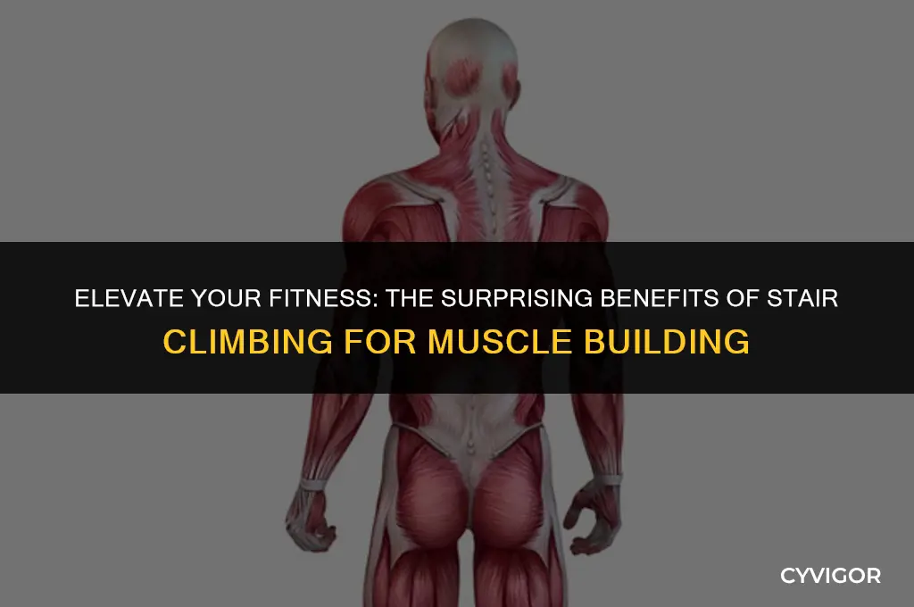 will climbing stairs build muscle