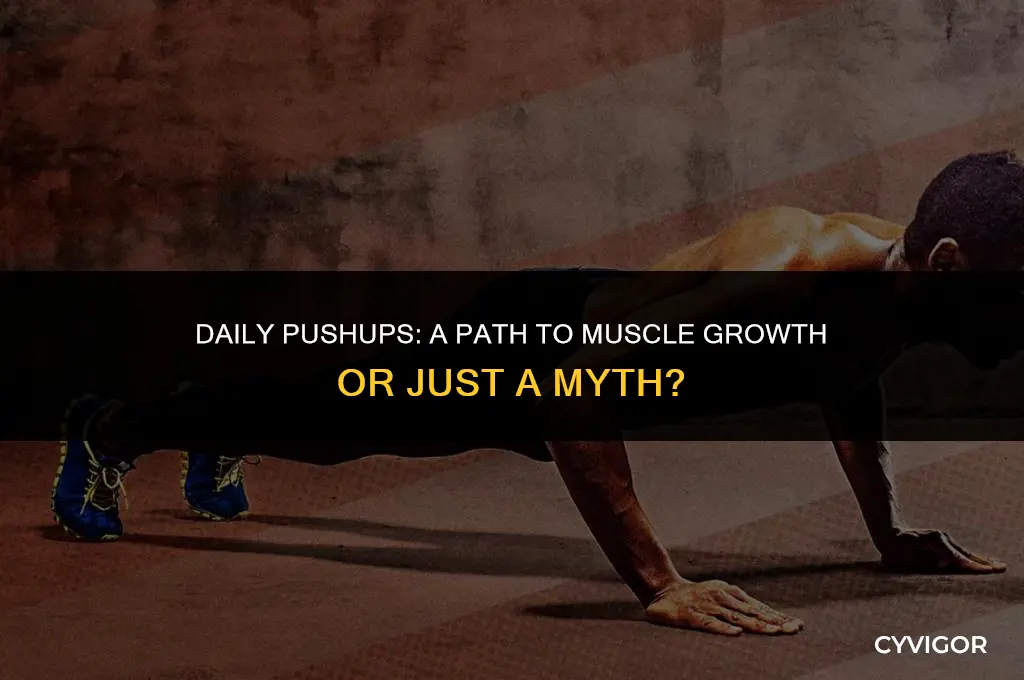 will doing pushups everyday build muscle