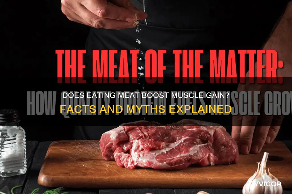 will eating meat help you gain muscle