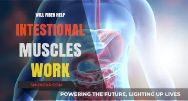 Can Fiber Strengthen Intestinal Muscles? Exploring Digestive Health Benefits