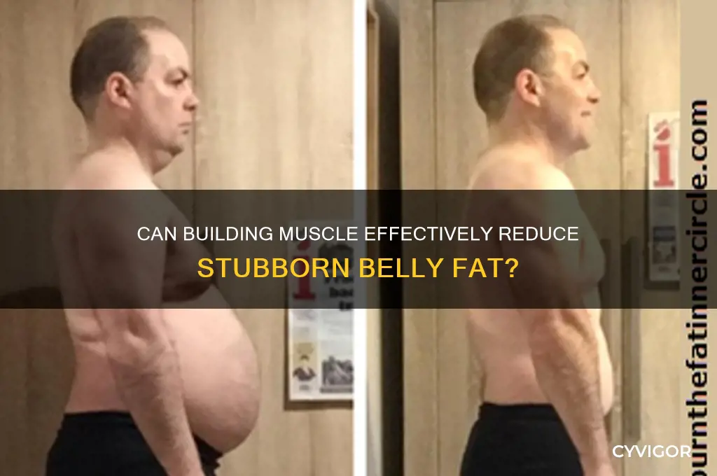 will gaining muscle burn belly fat