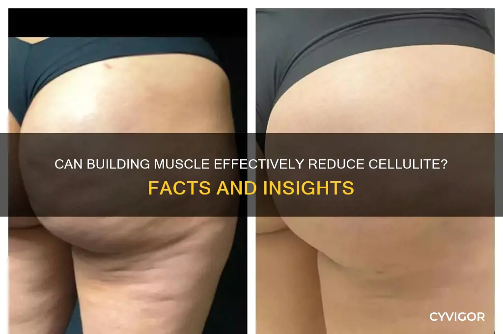 will gaining muscle get rid of cellulite