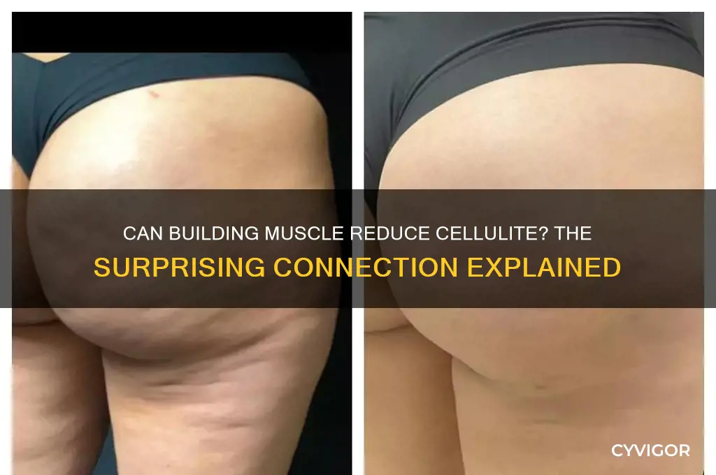 will gaining muscle help you get rid of cellilite