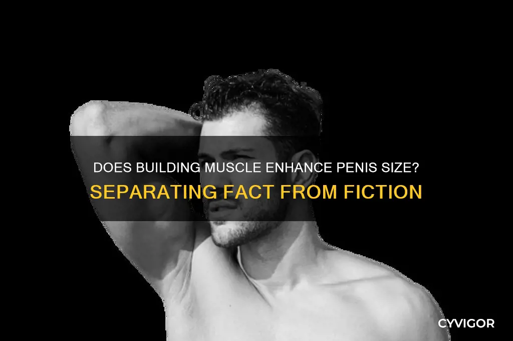 will gaining muscle increase penis size