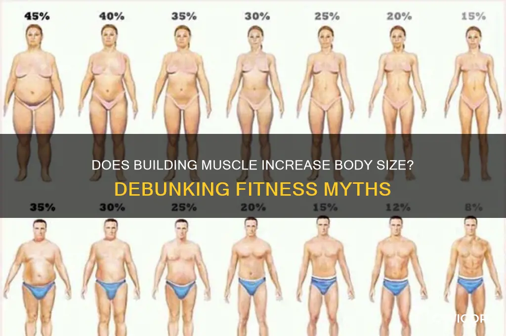 will gaining muscle make me look fatter