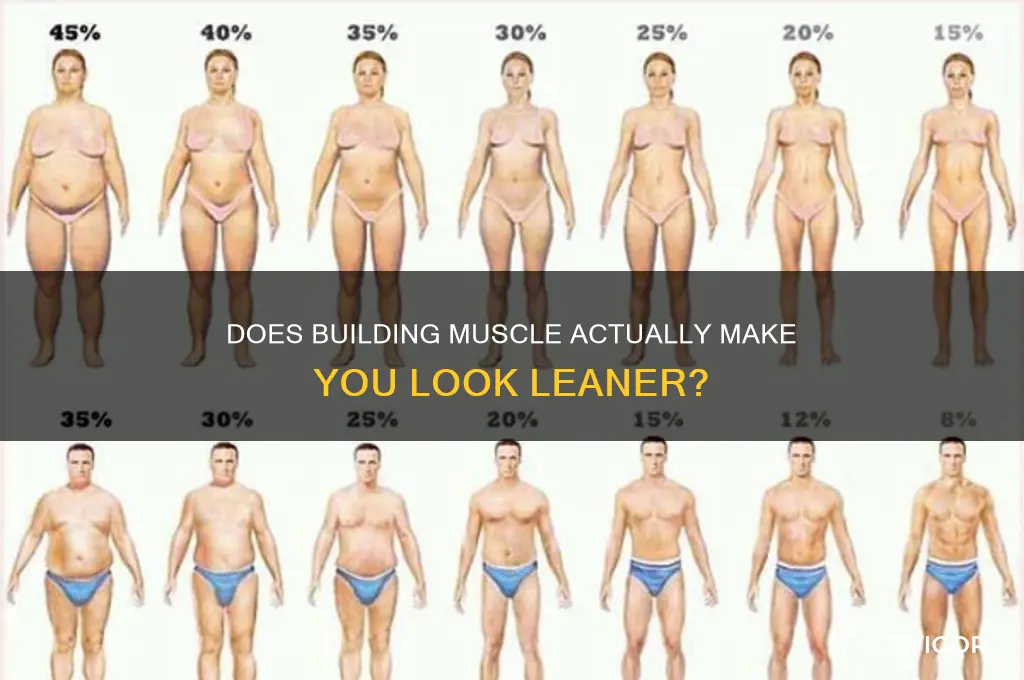 will gaining muscle make me look skinnier