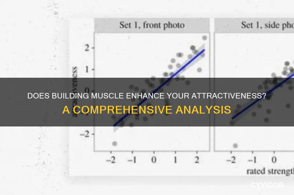 will gaining muscle make me more attractive