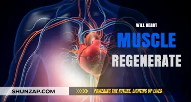 Heart Muscle Regeneration: Is It Possible?