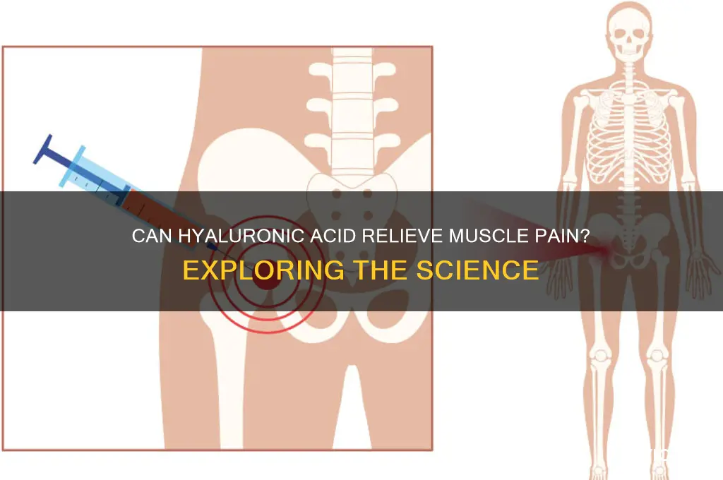 will hyaluronic acid stop my muscle pain