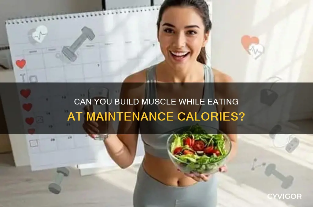 will i gain muscle eating at maintainence