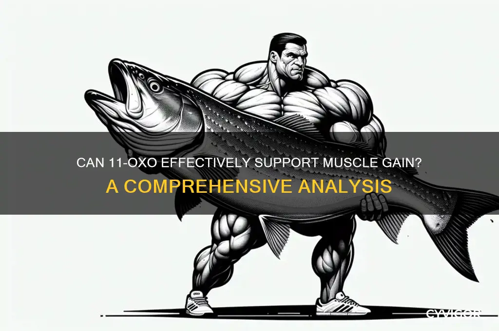 will i gain muscle on 11 oxo