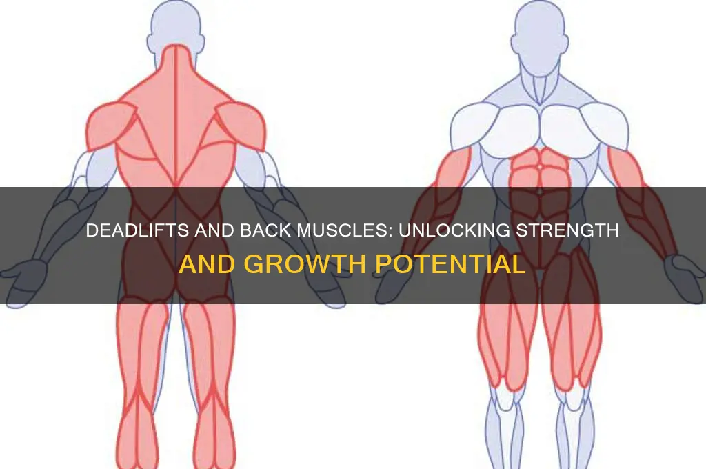 will i gain muscle on my back from deadlift