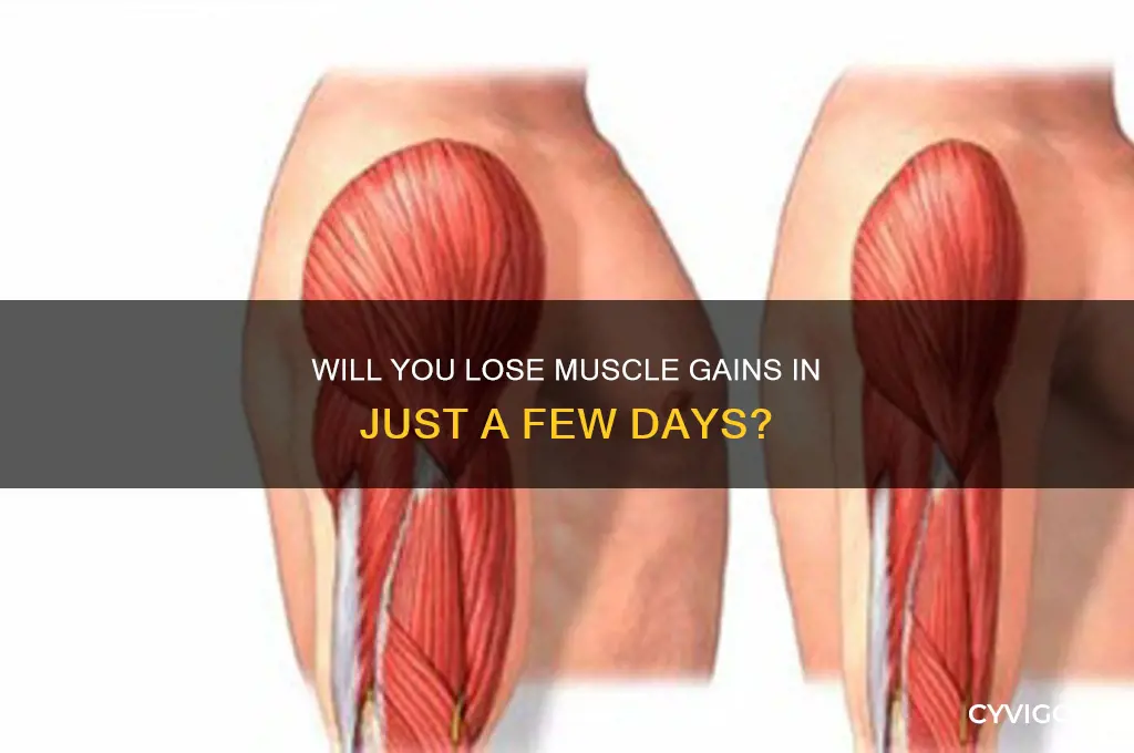 will i loose muscle gains in days