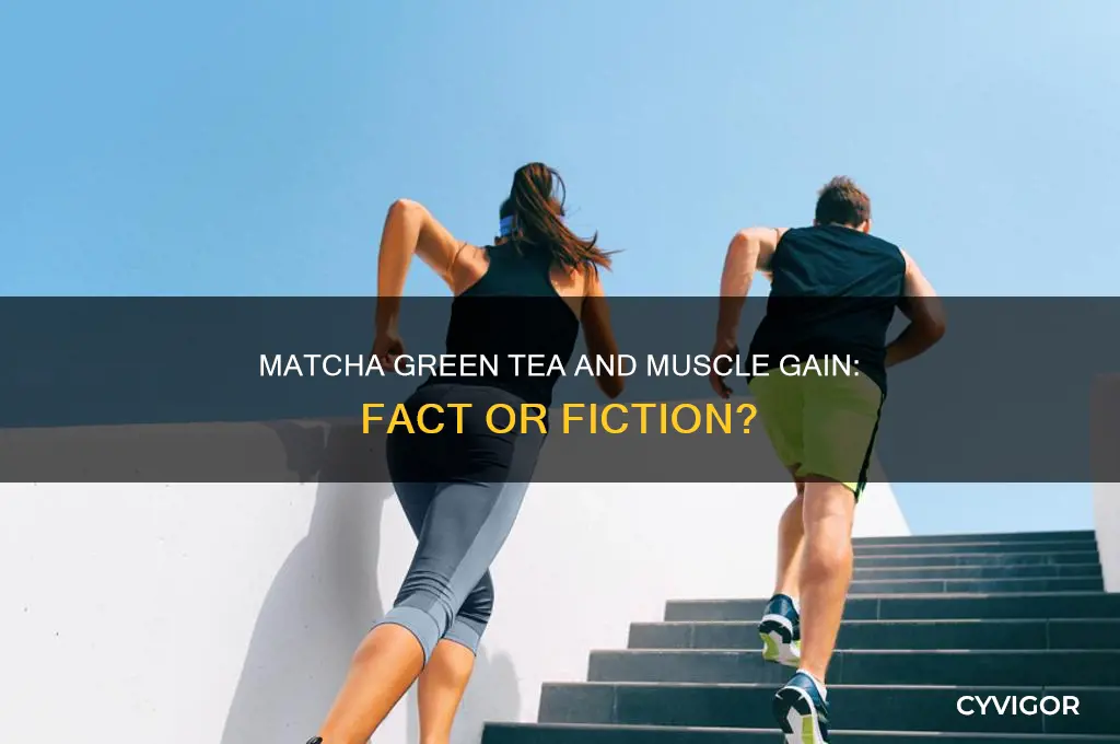 will matcha green tea prevent you from gaining muscle