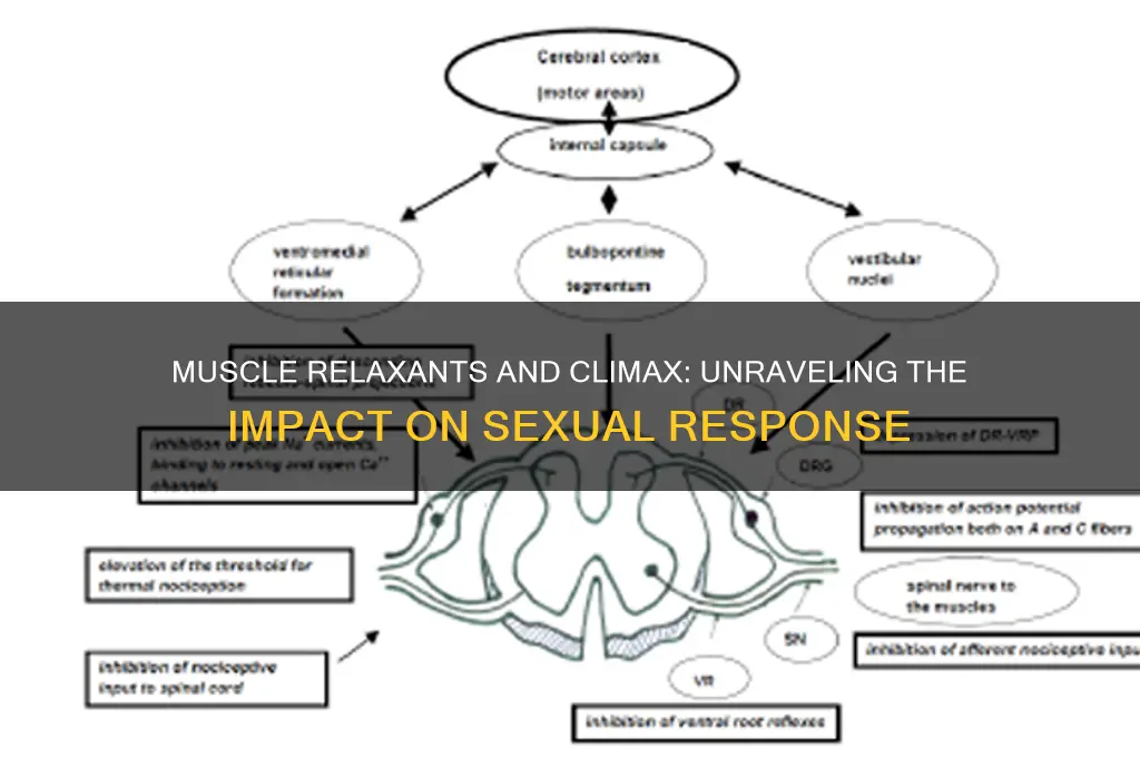 will muscle relaxant prevent climax