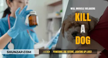 Can Muscle Relaxers Be Fatal to Dogs? What Pet Owners Need to Know