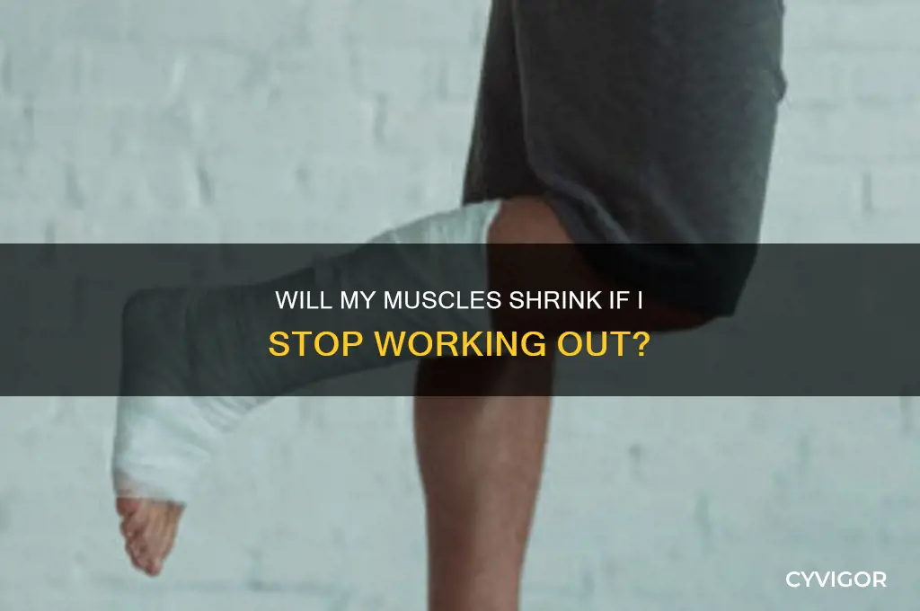 will my muscles shrink if i stop working out