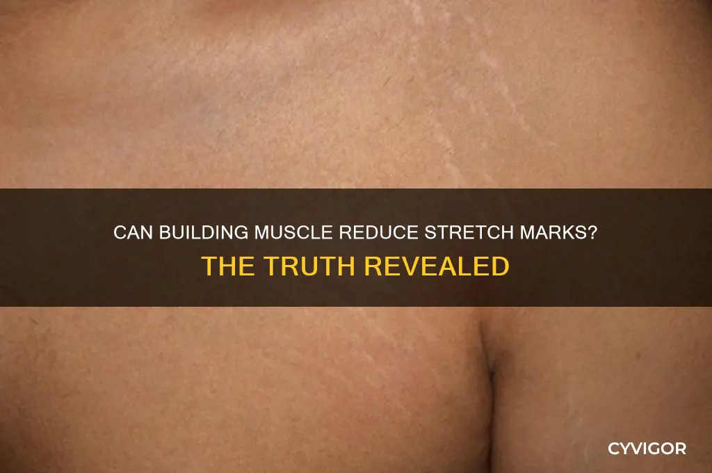 will my stretch marks go away if i gain muscle