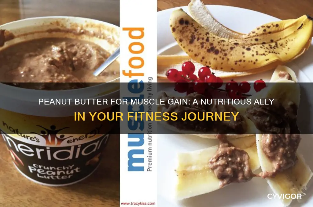will peanut butter help me gain muscle