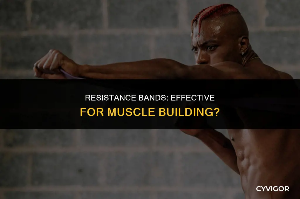 will resistance bands build muscle