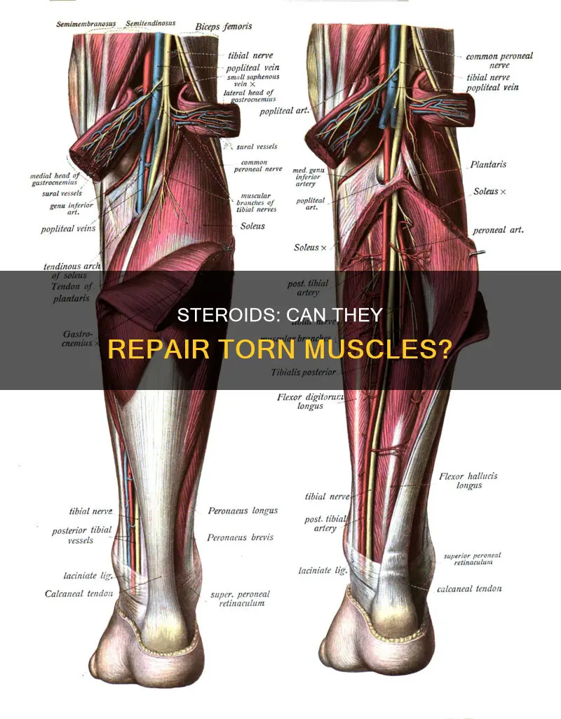 will steroids heal torn muscles