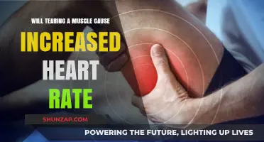 Tearing a Muscle: Does It Trigger a Higher Heart Rate?