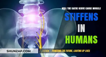 Sciatic Nerve and Muscle Stiffness: Understanding the Connection in Humans
